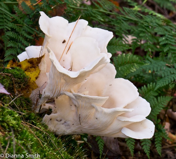 Pleurocybella porrigens1030273