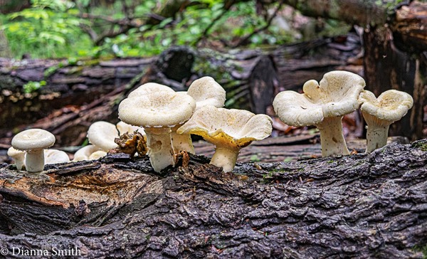 Pleurotus dryinus 0882