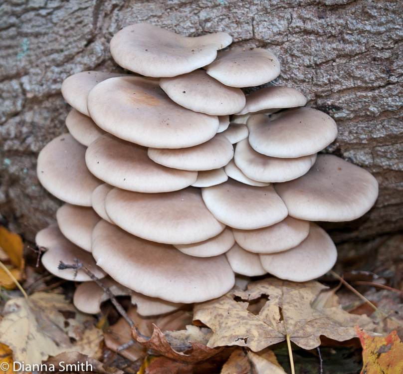 Pleurotus ostreatus1010942