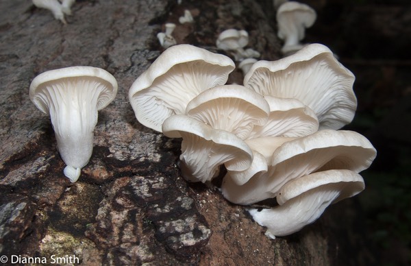 Pleurotus pulmonarius3113