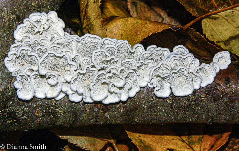 Plicaturopsis crispa5209