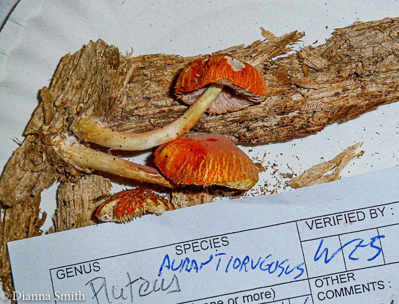 Pluteus aurantiorugosus1020807