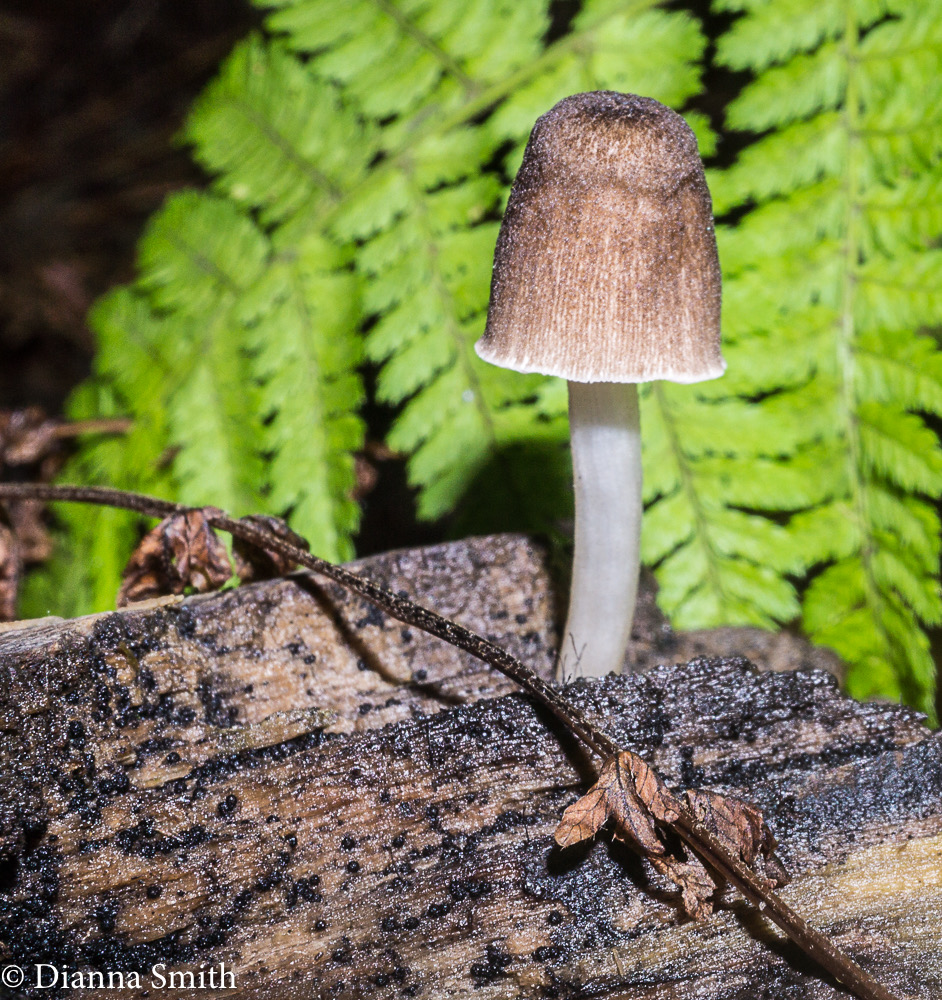 Pluteus longistriatus 07986-2