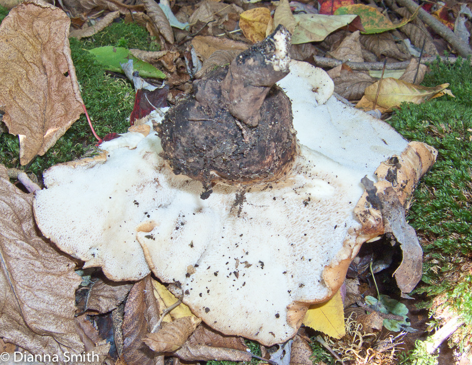 Polyporus radicatus   jim Zadv 1036
