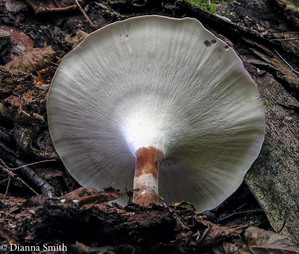 Polyporus tubaeformis  7771