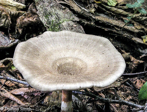 Polyporus tubaeformis 7770