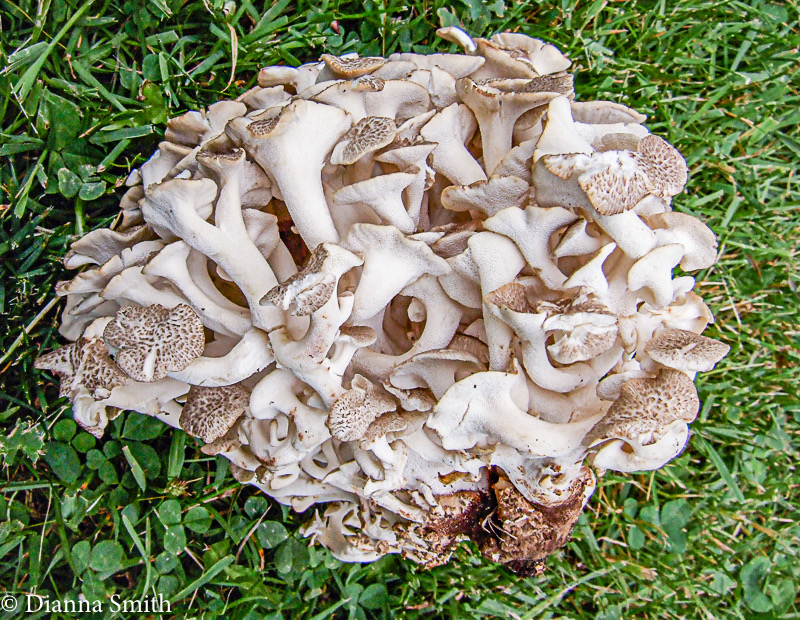 Polyporus umbellatus8119