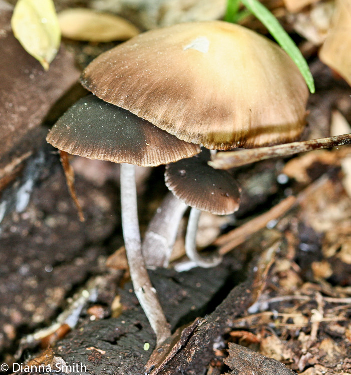 Psathyrella candolleana7967e