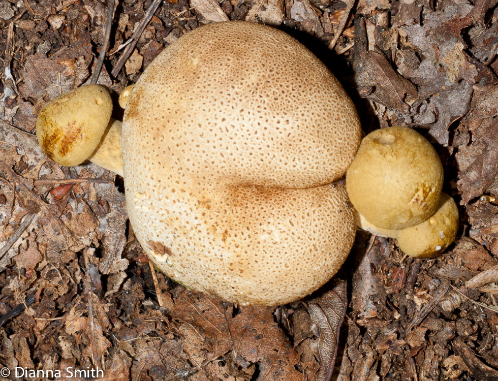 Pseudoboletus parasiticus03143