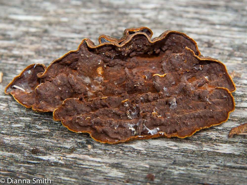 Pseudochaete tabacina (Hymenochaete badioferruginea, H. rubiginosa) 4447