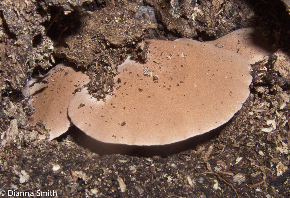 Pseudofistulina radicata 9913
