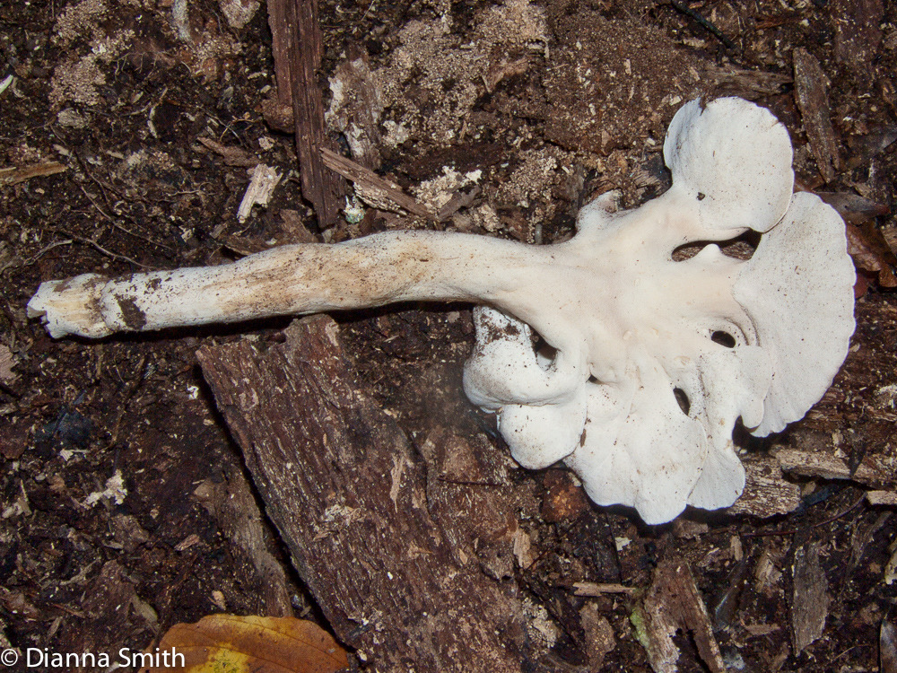 Pseudofistulina radicata 9915