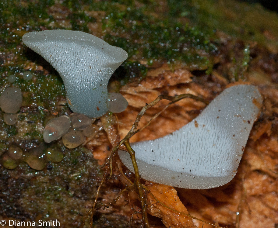 Pseudohydnum gelatinosum05913