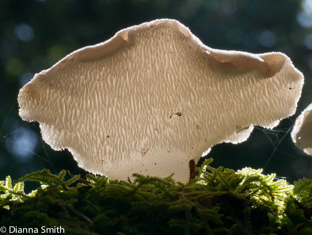 Pseudohydnum gelatinosum1020565