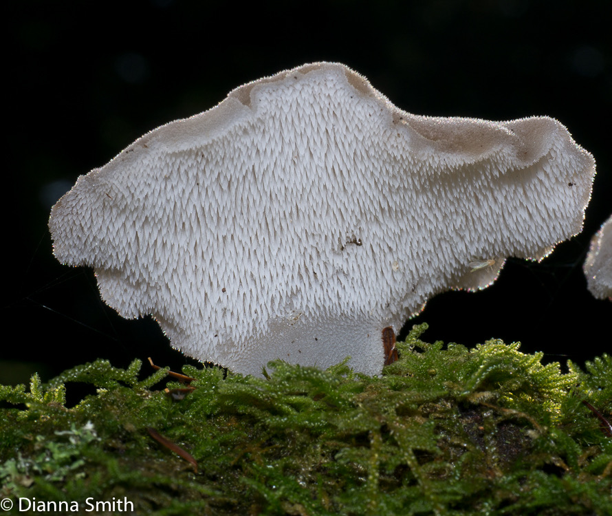 Pseudohydnum gelatinosum1020563