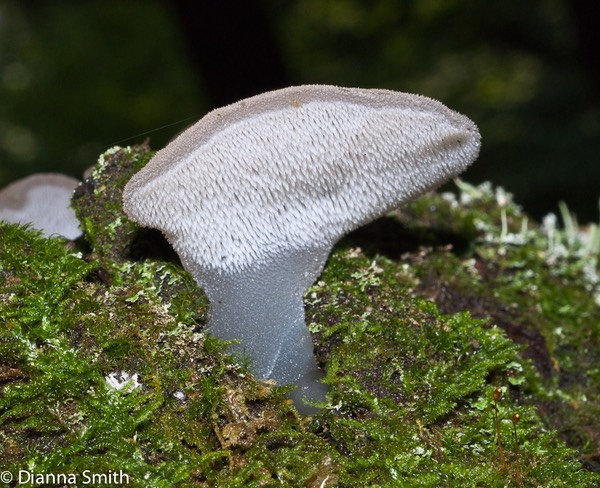 Pseudohydnum gelatinosum 2442