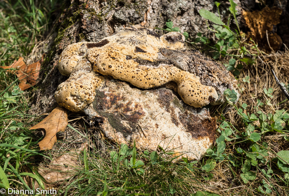 Pseudoinonotus dryadeus (Inonotus dryadeus) 01206