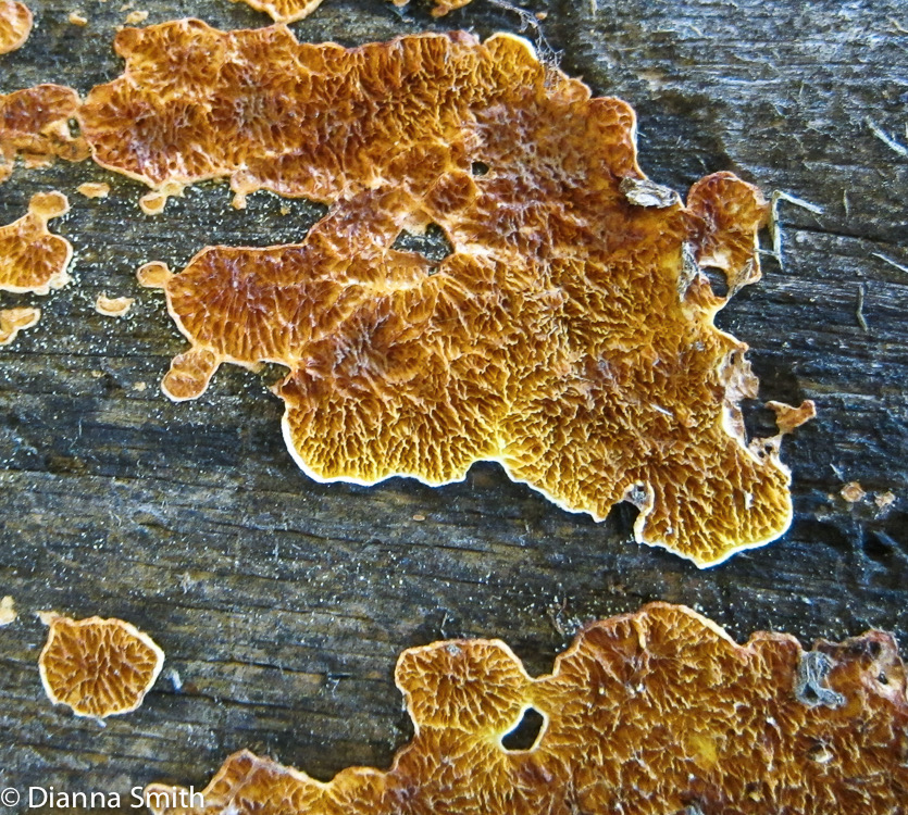 Pseudomerulius aureus_2259