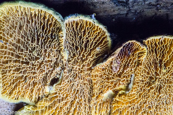 Pseudomerulius curtisii 01401