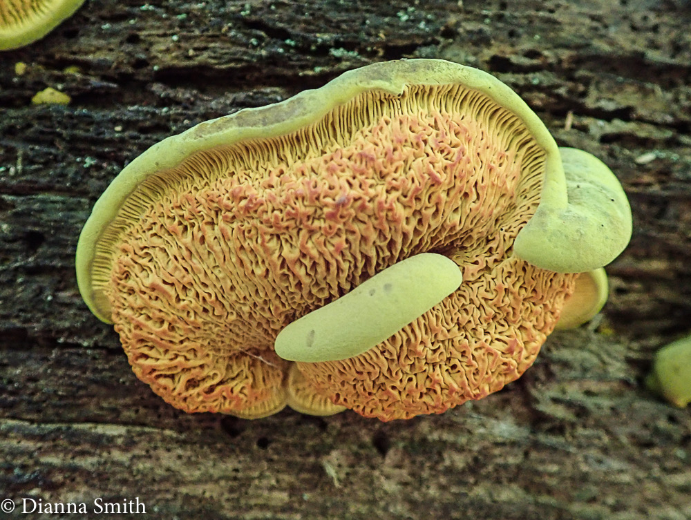Pseudomerulius curtisii 6260021