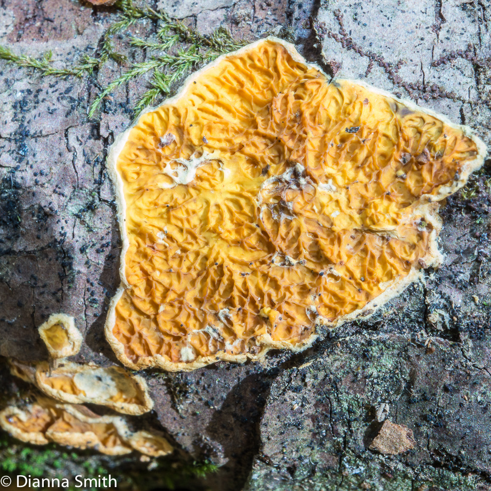 Pseudomerulius06056