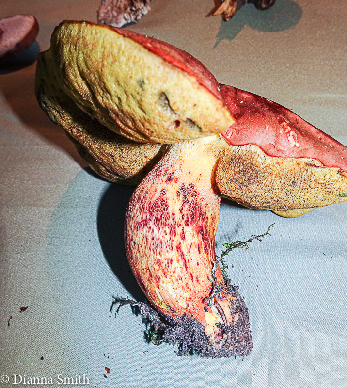 Pulchroboletus sclerotiorum 08350