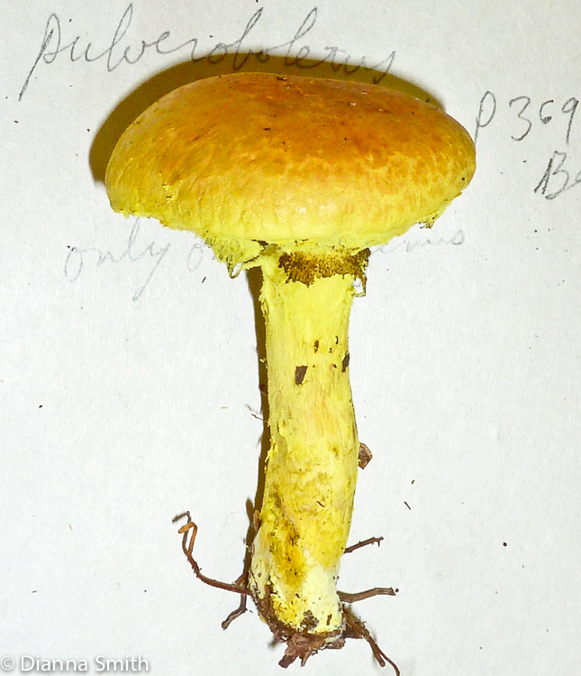 Pulveroboletus ravenelii1020003