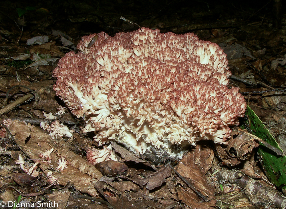 Ramaria botrytis447