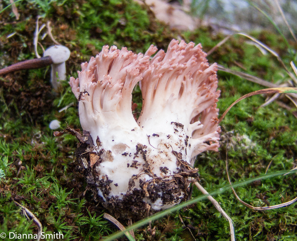 Ramaria botrytis5647