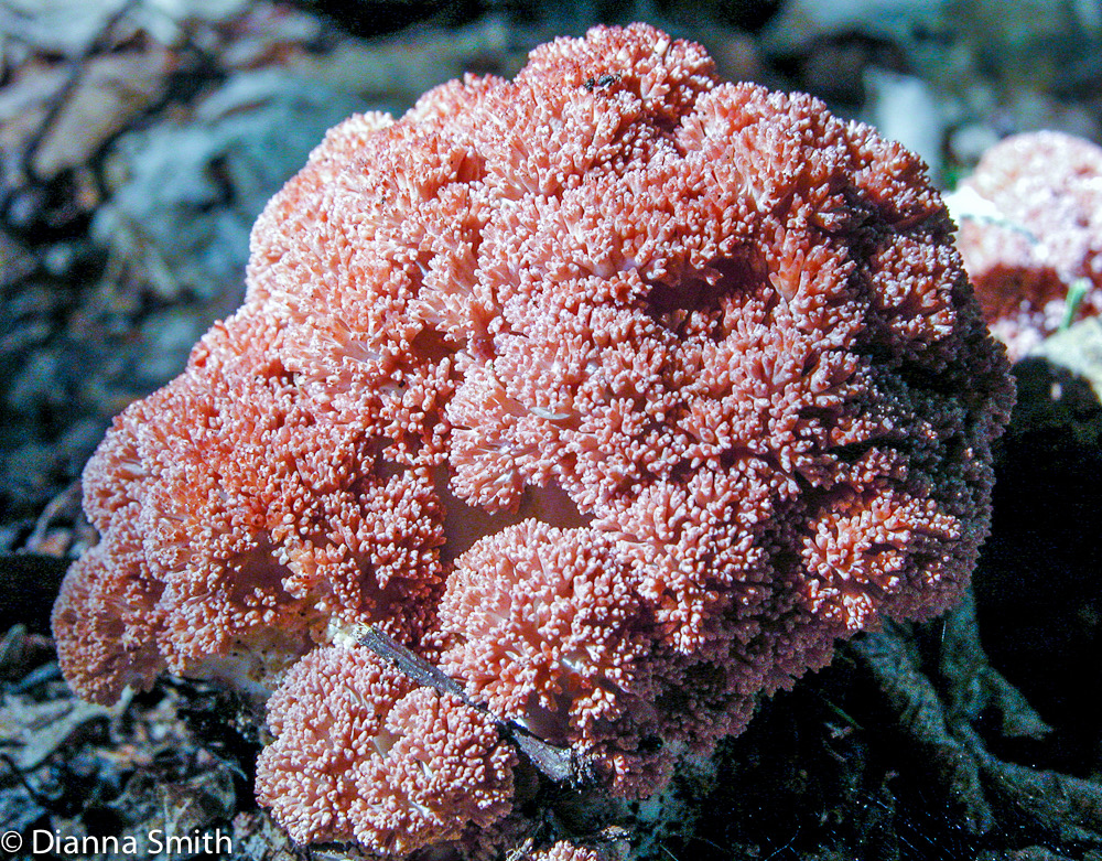 Ramaria botrytis7090