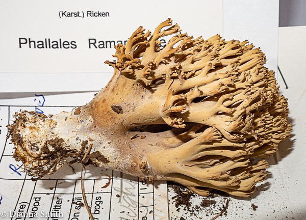 Ramaria fennica 3315