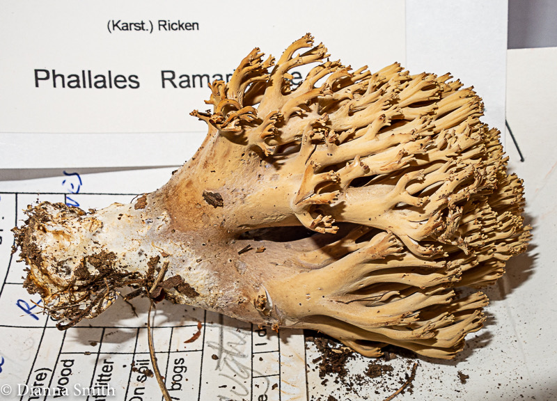 Ramaria fennica 3315