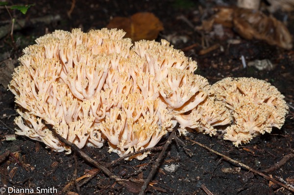 Ramaria formosa02360