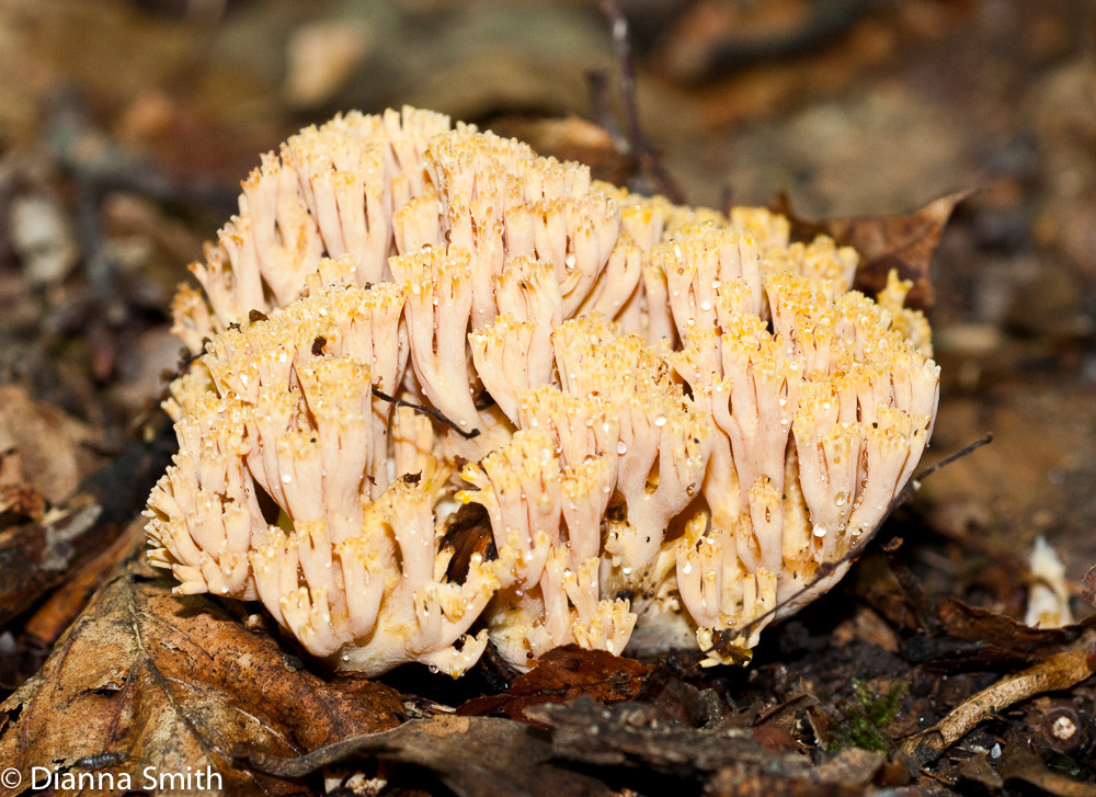 Ramaria formosa04933