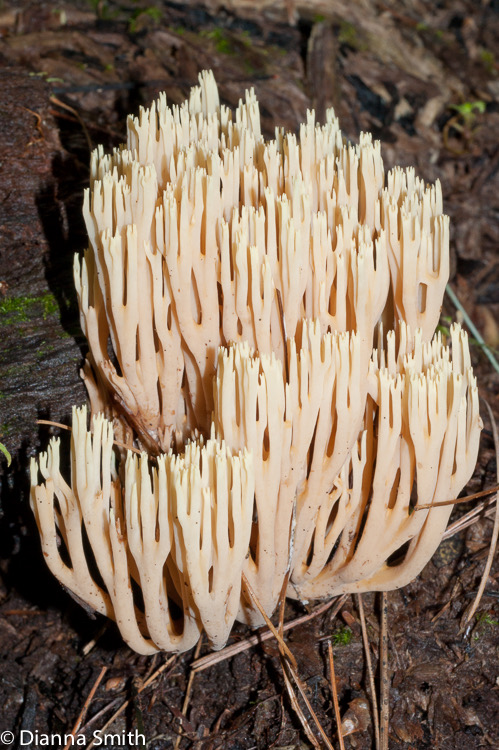 Ramaria stricta 02472