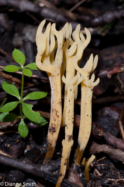 Ramariopsis corniculata02316