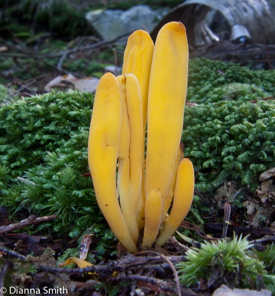 Ramariopsis laeticolor5287