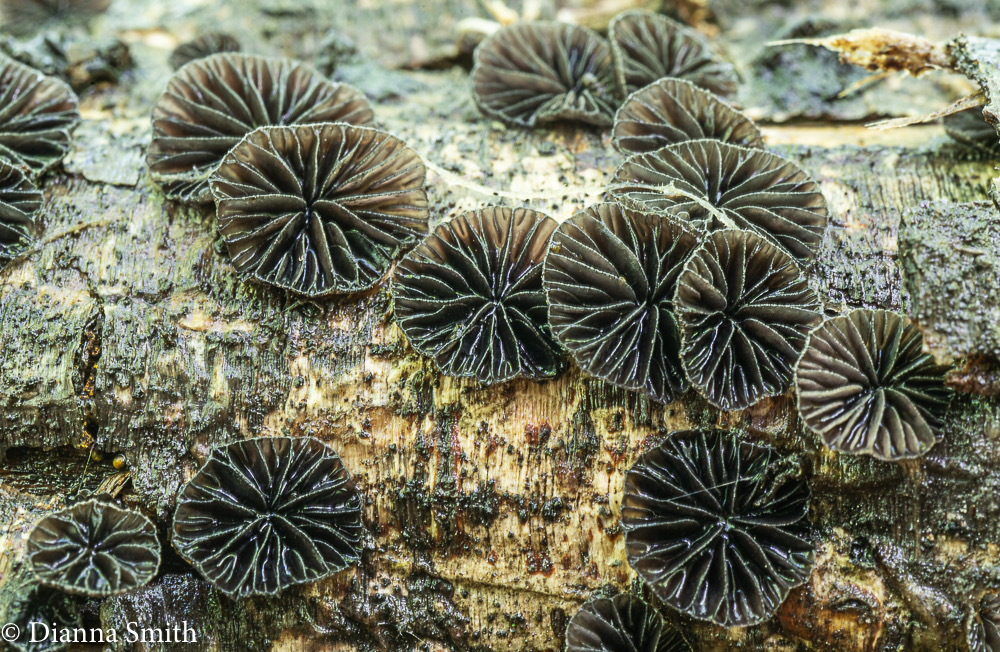 Resupinatus alboniger  07236