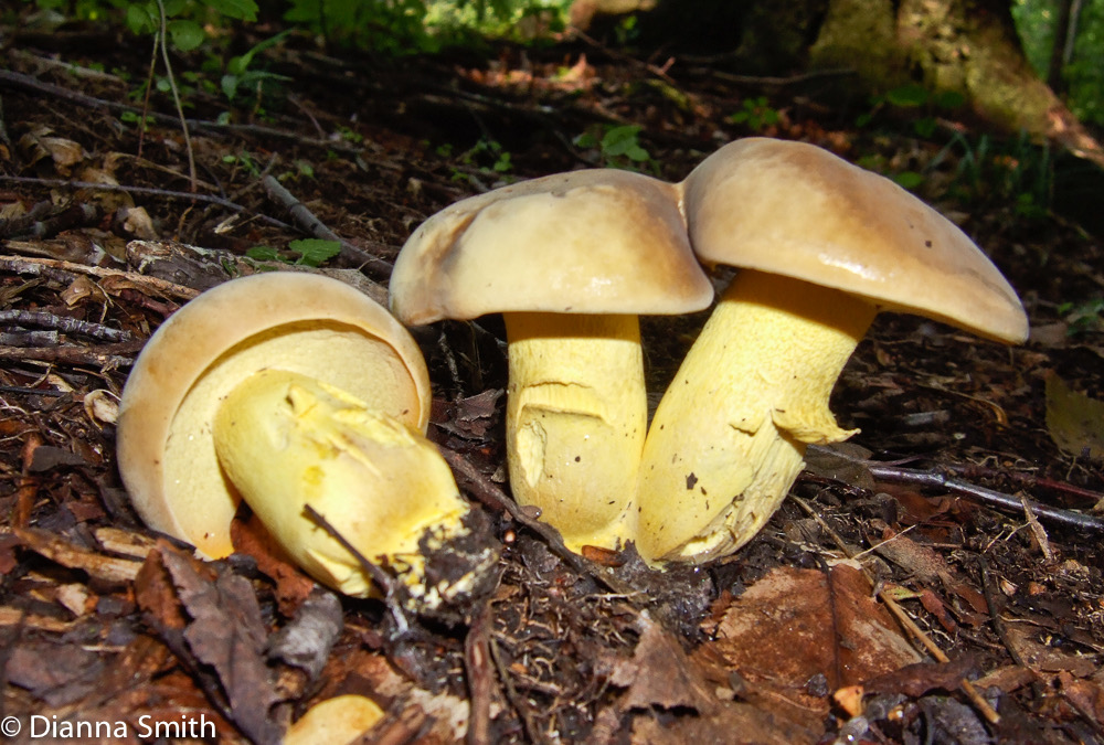 Retiboletus ornatipes 9101