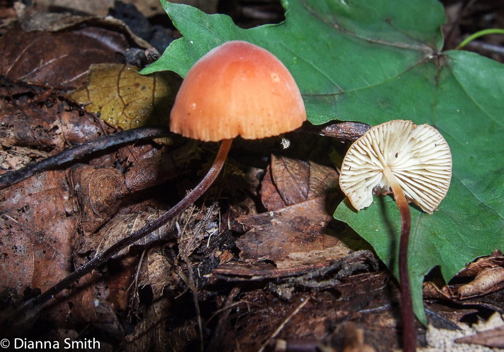 Rhizomarasmius pyrrhocephalus3860