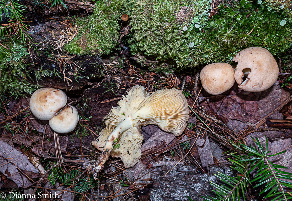 Rhodocollybia maculata var. scorzonerea 03593