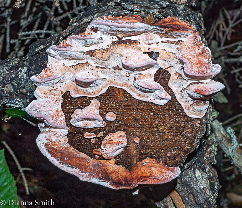 Rhodofomes cajanderi (Fomitopsis cajanderi) 001824