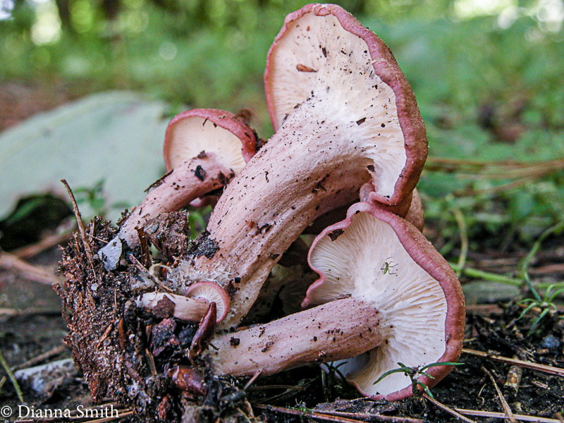 Rugosomyces carneus (Calocybe carnea) 0223