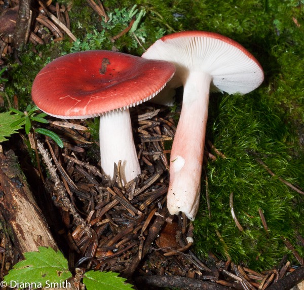 Russula 01817