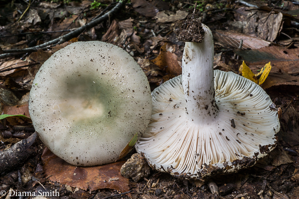 Russula aeruginea ?green 05513