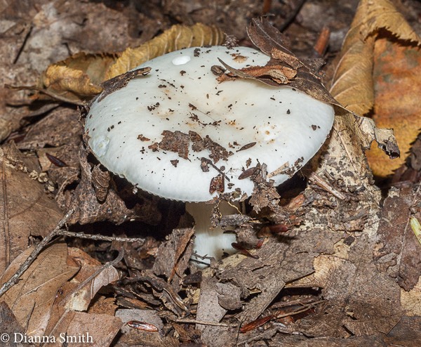 Russula albidula? white04115
