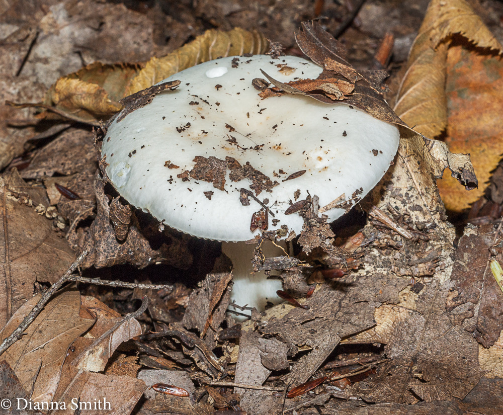 Russula albidula? white04115