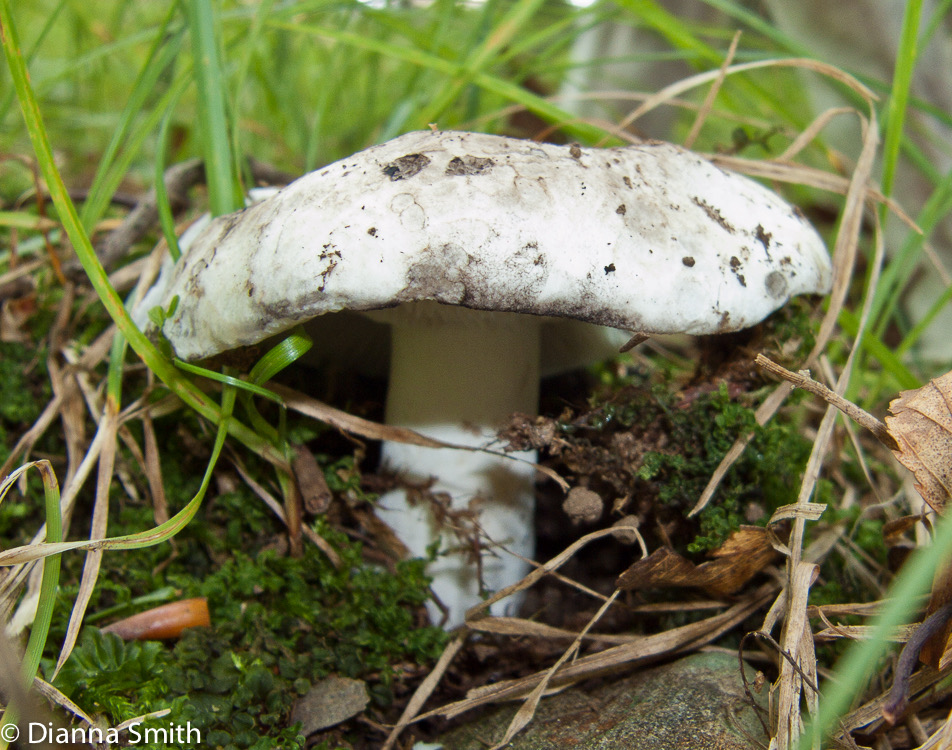 Russula albonigra3399