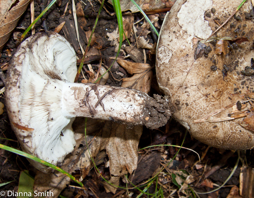 Russula albonigra3469