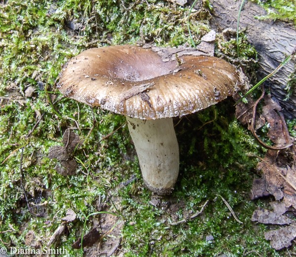 Russula amoenolens brown 9063